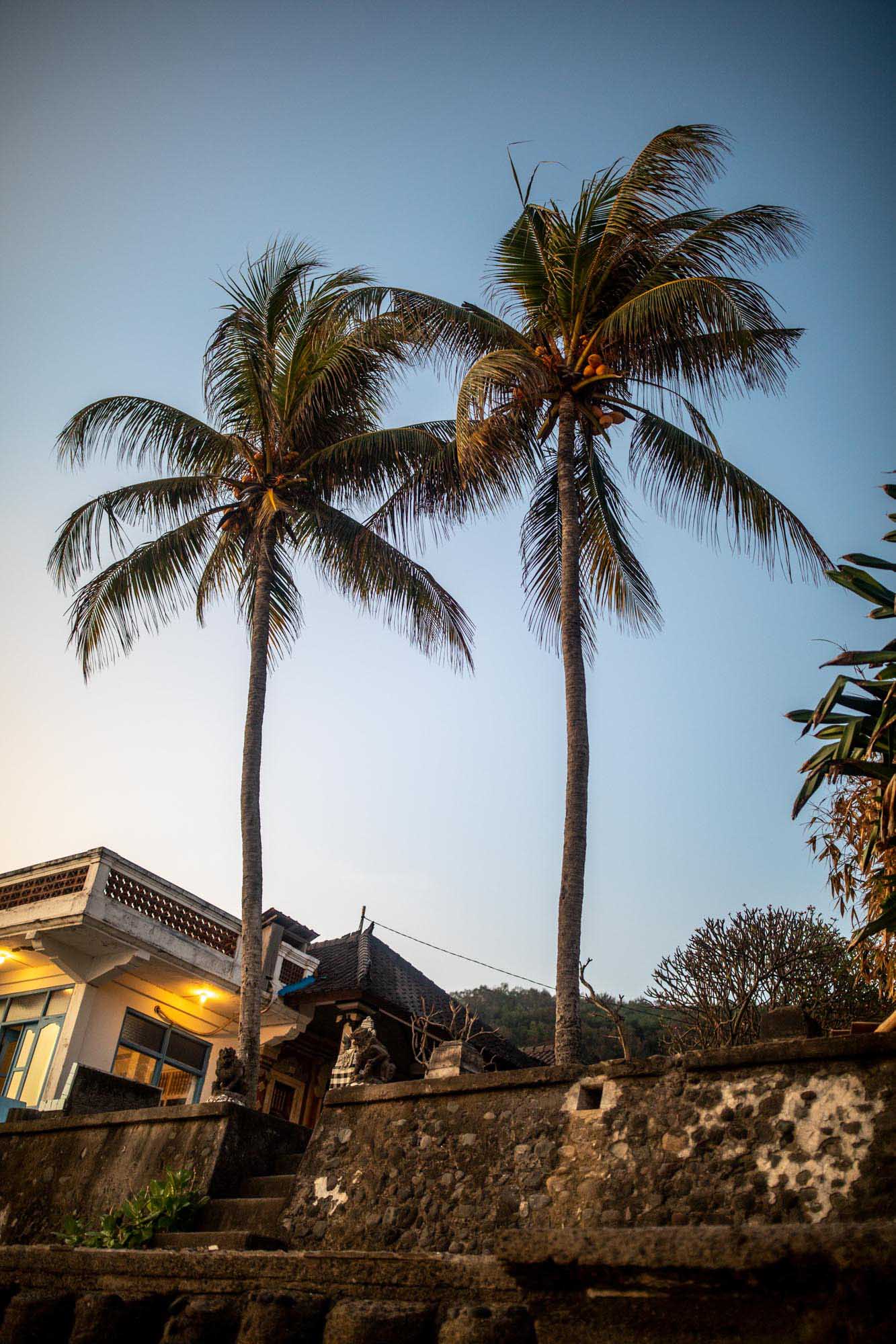 Two palm trees near beach in Candidasa, Bali, Indonesia